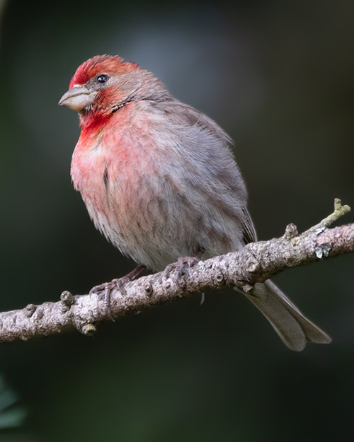 House Finch